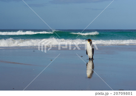 King Penguin - Falkland Islands 20709801
