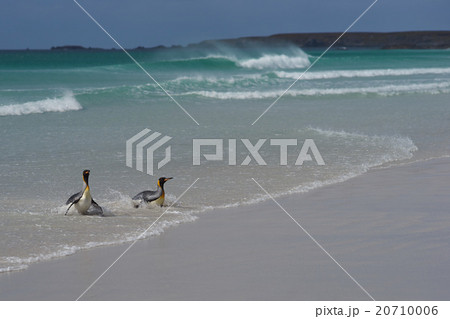 King Penguins - Falkland Islands 20710006