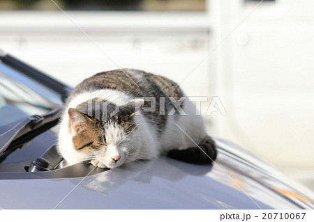 コンビニの駐車場の車のボンネットに勝手に乗って寝始めたミックス猫の写真素材