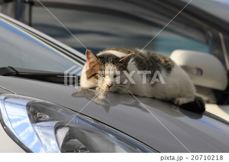 駐車中の車のボンネットに勝手に乗って暖をとり気付かれてもカメラ目線のミックス猫の写真素材