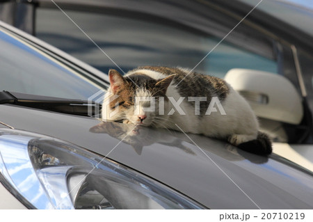 駐車中の車のボンネットに勝手に乗って居眠りするミックス猫の写真素材