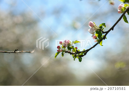Blooming twig of apple. Blooming twig of apple. 20710581