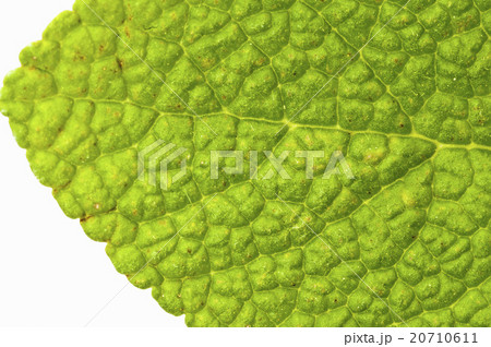 sage sage 20710611