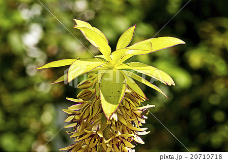 Pineapple flower, Eucomis comosa Pineapple flower, Eucomis comosa 20710718