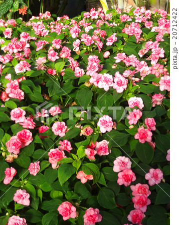 インパチェンス インパチェンス 20712422