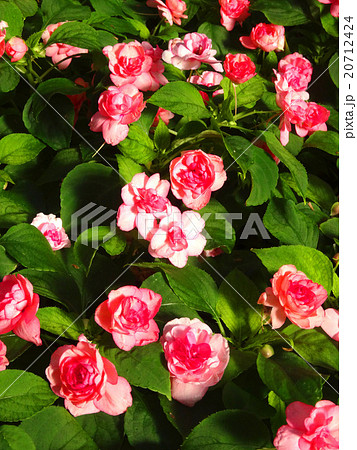 インパチェンス インパチェンス 20712424