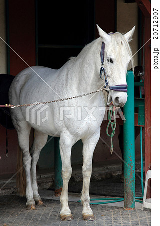 美しい葦毛の馬の写真素材 20712907 Pixta