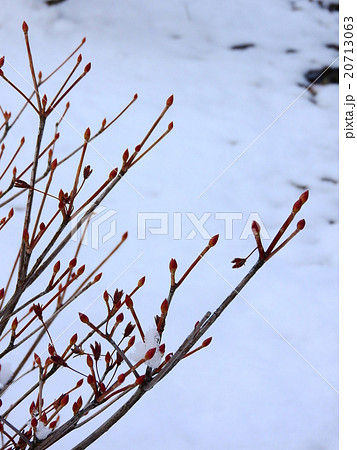 雪とドウダンツツジの写真素材