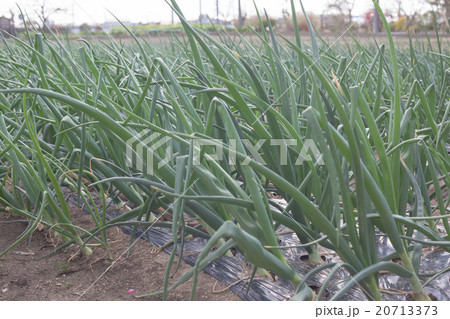 farm 20713373