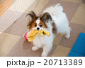 大事なタオル！ 20713389