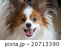 早く！ 20713390