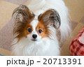 何？ 20713391