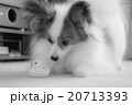 何かな？ 20713393