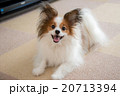 遊ぼ！ 20713394
