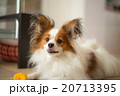 まだかな~ 20713395