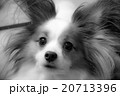 おすまし 20713396