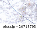 桜 20713793