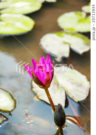 Purple lotus in the pond. Purple lotus in the pond. 20713934