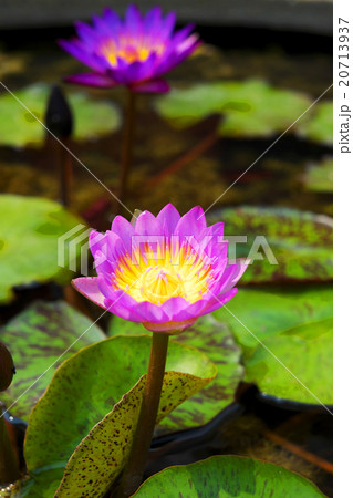Purple lotus in the pond. 20713937
