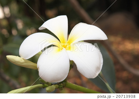 White plumeria White plumeria 20713938