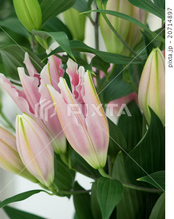 ユリの花 20714897