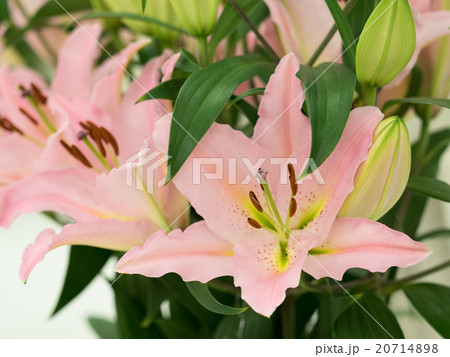 ユリの花 20714898