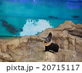 アシカショー 20715117