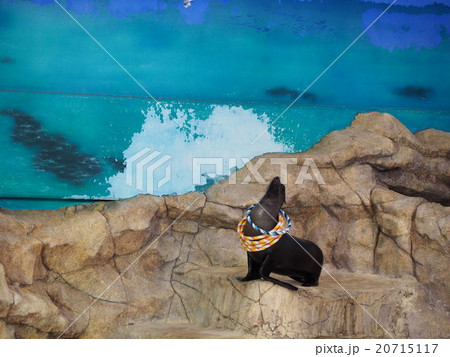 アシカショー 20715117