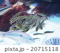 魚の群れ 20715118