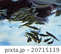 魚の群れ 20715119