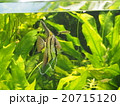 観賞魚 20715120