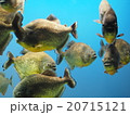 ピラニア 20715121