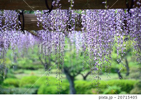 紫色の藤の花の写真素材