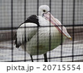 ペリカン 20715554