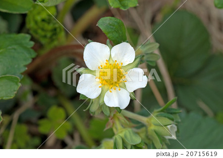 苺の花 20715619