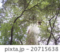 大樹 20715638