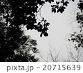 シルエット（葉） 20715639
