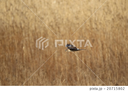 ハイイロチュウヒ 20715802