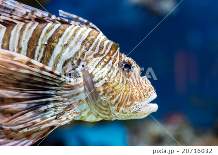 colorful sea fish in the aquarium colorful sea fish in the aquarium 20716032