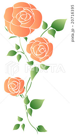 オレンジ色のバラのイラスト素材 20716395 Pixta