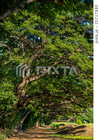 Nice big tree and landscape 20717880