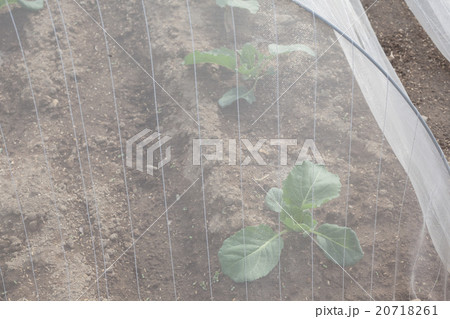 farm farm 20718261