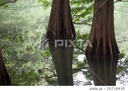 篠栗九大の森 20718430