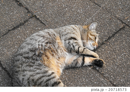 寒さ知らずの猫 寒さ知らずの猫 20718573
