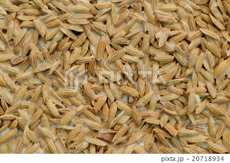 Abstract art made from paddy rice for background. Abstract art made from paddy rice for background. 20718934