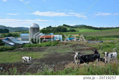 佐呂間町若草の牧場 20719257
