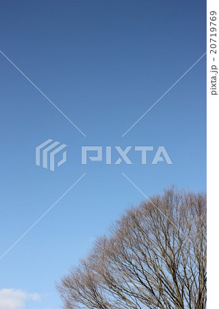 早春の青空０２ 20719769