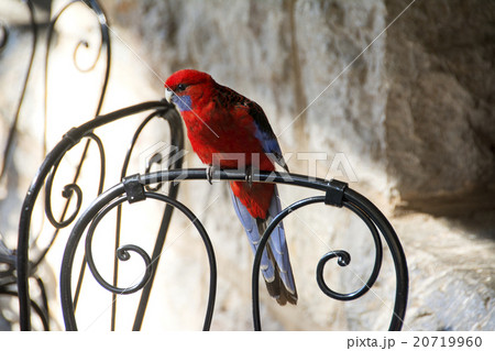 オーストラリアの赤いインコの写真素材