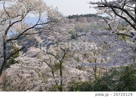 吉野山の桜/奈良県 吉野町 吉野山の桜/奈良県 吉野町 20720129