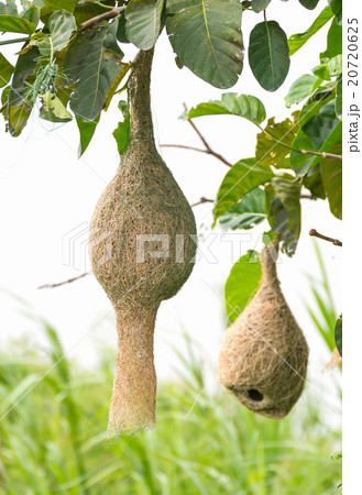 Baya weaver nest Baya weaver nest 20720625
